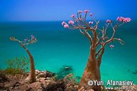 Бутылочные деревья на 
острове Сокотра