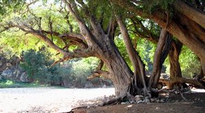 Ayft, Socotra, Yemen