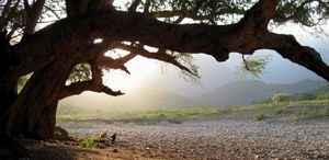 Ayaft, Socotra, Yemen
