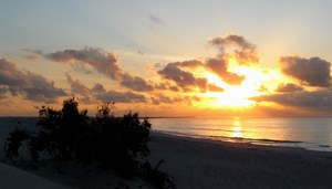 Camel beach, Socotra