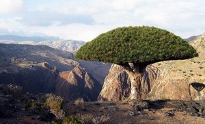 Dixam, Socotra, Yemen