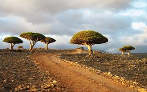 Dixam, Socotra, Yemen