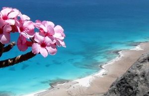 Цветы бутылочного дерева на острове Сокотра